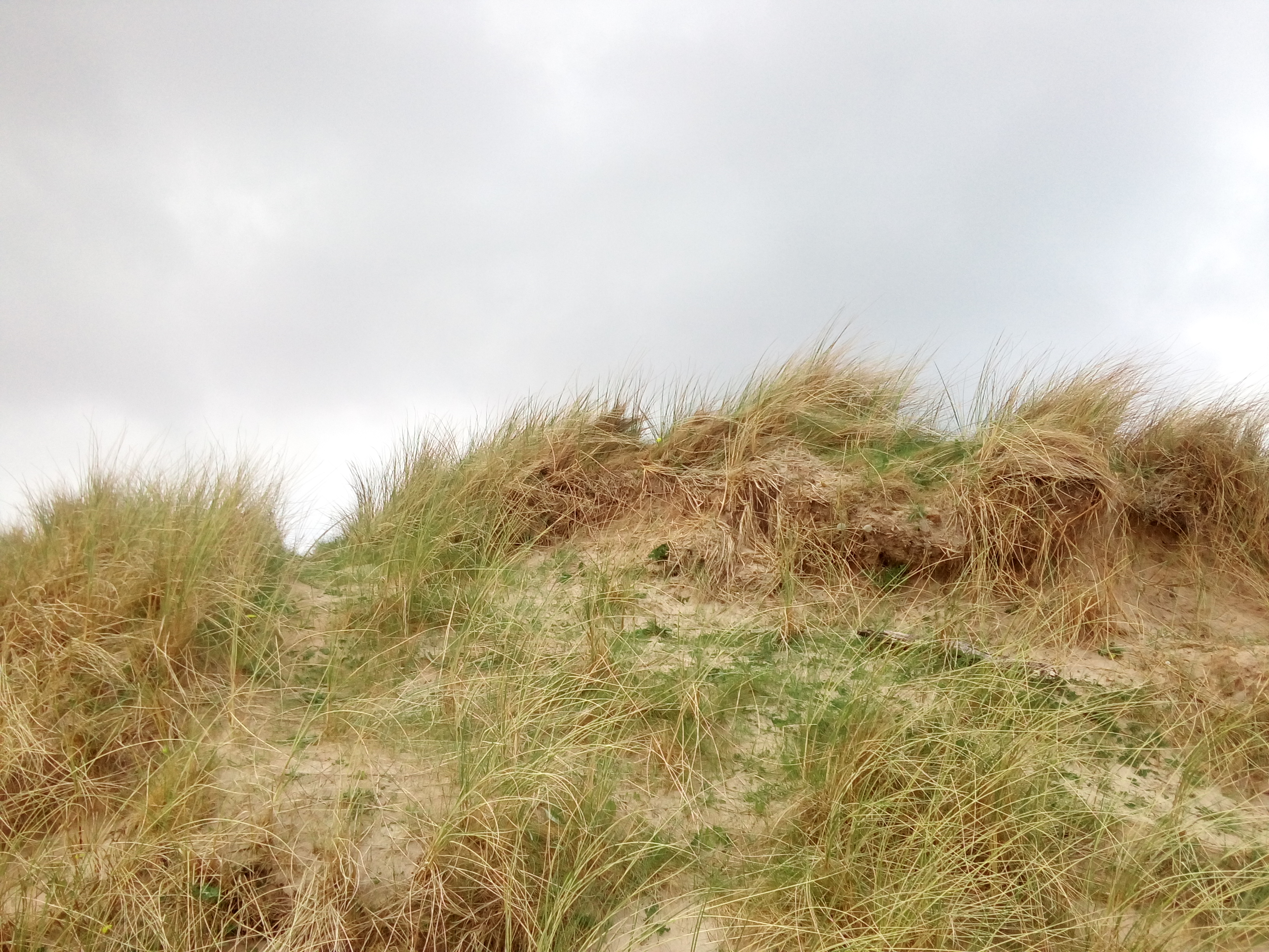 A grassy sand dune with cloud.