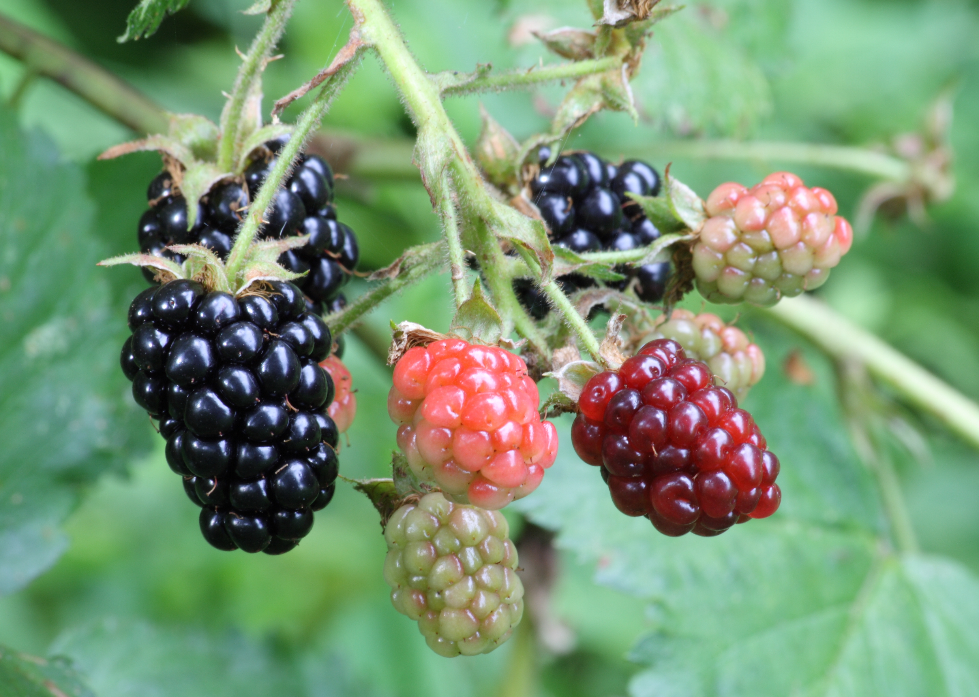 Blackberries in a range of ripeness, in West Hartford, Connecticut.