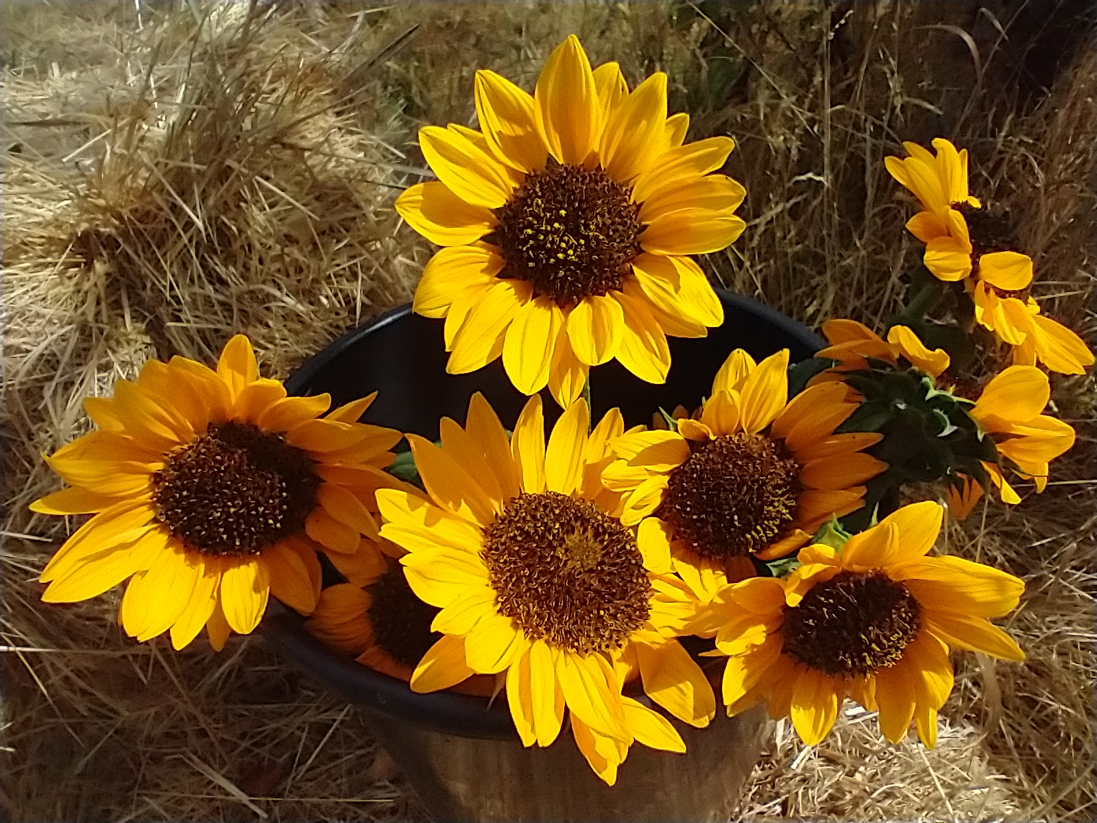 Image of sunflowers.